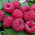 RASPBERRY 'RUBY RED' seed image