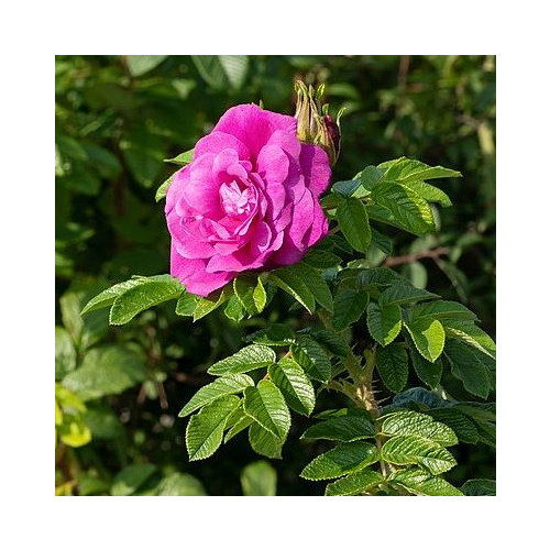 ROSA RUGOSA HANSA seed image