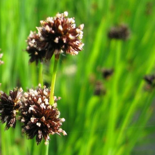 JUNCUS ENSIFOLIUS seed image