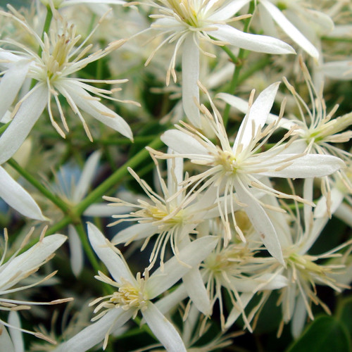 CLEMATIS UNCINATA seed image