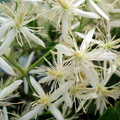 CLEMATIS UNCINATA seed image
