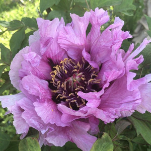 PAEONIA ROCKII MIXED COLOURS seed image