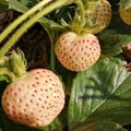 STRAWBERRY PINEBERRY seed image