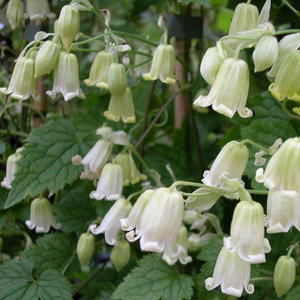 CLEMATIS REHDERIANA seed image