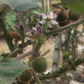 SOLANUM QUITOENSE seed image
