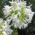 AGAPANTHUS PRAECOX ALBA seed image