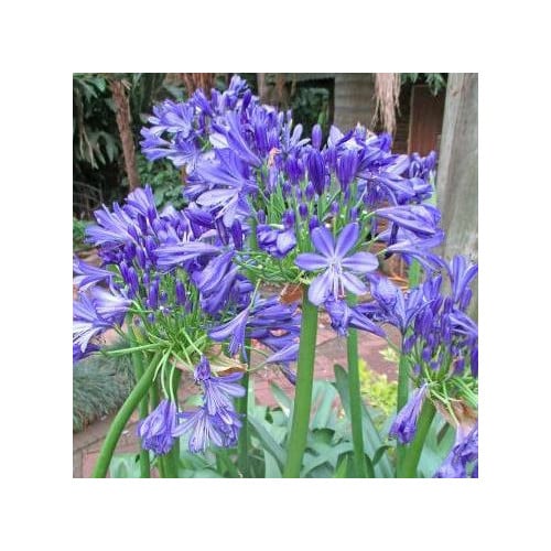 AGAPANTHUS PRAECOX LARGE BLUE seed image
