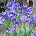 AGAPANTHUS PRAECOX LARGE BLUE seed image