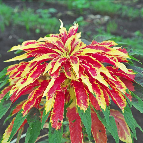 AMARANTHUS TRICOLOR seed image