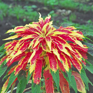 AMARANTHUS TRICOLOR seed image
