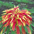 AMARANTHUS TRICOLOR seed image