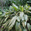 ARENGA CAUDATA seed image