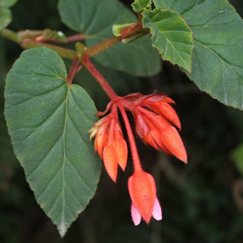 BEGONIA FERRUGINEA seed image