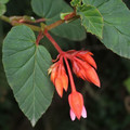 BEGONIA FERRUGINEA seed image