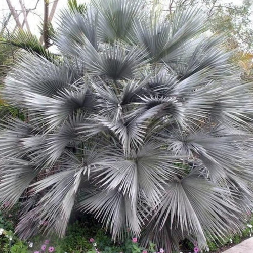 BRAHEA SP 'SUPER SILVER' seed image