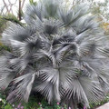 BRAHEA SP 'SUPER SILVER' seed image