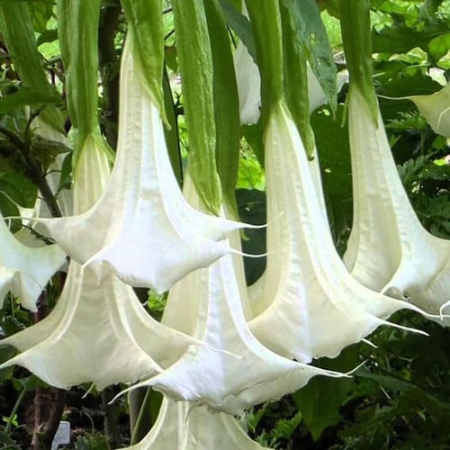 BRUGMANSIA ARBOREA (ALBA) seed image