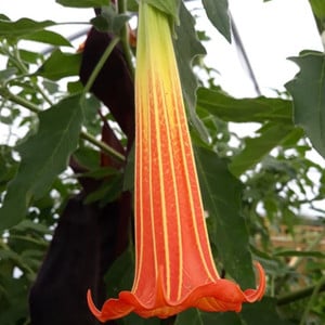 20+Seeds Details about Red Spiral Ginger Plant Seeds Costus lima 20+Seeds Details about Red Spiral Ginger Plant Seeds Costus lima