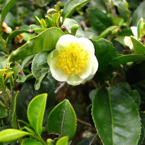 CAMELLIA SINENSIS 'DARJEELING' seed image