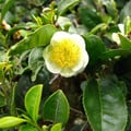 CAMELLIA SINENSIS 'DARJEELING' seed image