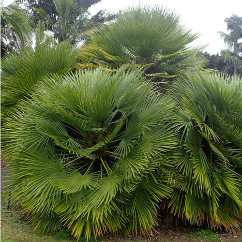 CHAMAEROPS HUMILIS seed image