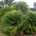CHAMAEROPS HUMILIS seed image