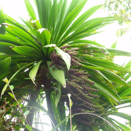 CORDYLINE BANKSII seed image