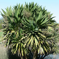 CORDYLINE OBTECTA 'THREE KINGS' seed image