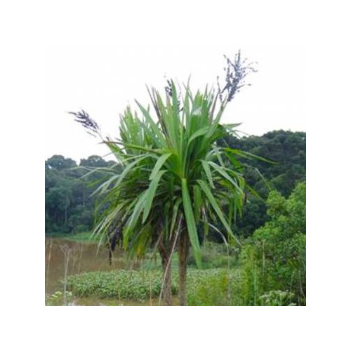 CORDYLINE SELLOWIANA seed image
