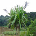 CORDYLINE SELLOWIANA seed image