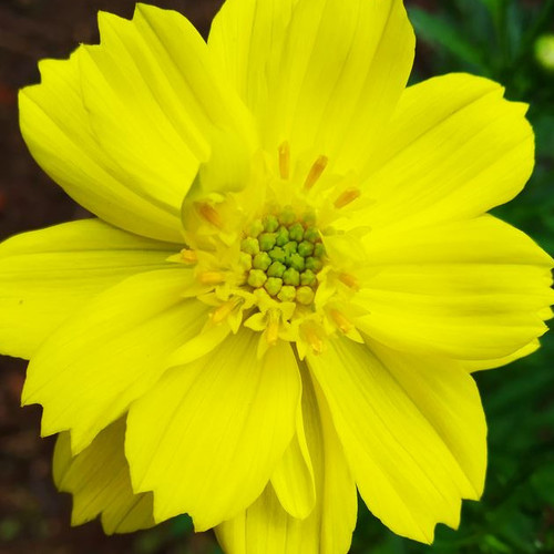 Cosmos Sulphureus Seeds Yellow Cosmos Sulphur Cosmos Plant World Seeds