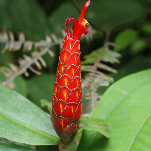 20+Seeds Details about   Red Spiral Ginger Plant Seeds Costus lima