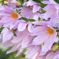 DAHLIA IMPERIALIS seed image