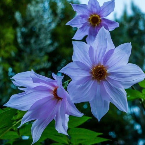 DAHLIA IMPERIALIS 'CAERULEA' SEEDS (Bluebell tree dahlia, Lehmann dahlia, Bamboo dahlia) - Plant World Seeds DAHLIA IMPERIALIS 'CAERULEA' SEEDS (Bluebell tree dahlia, Lehmann dahlia, Bamboo dahlia) - Plant World Seeds