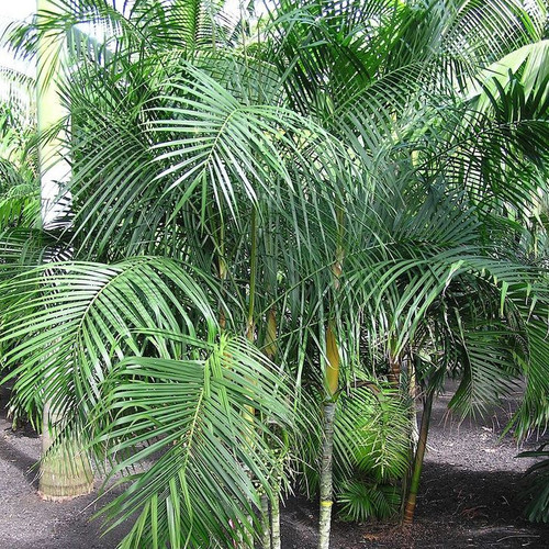 DYPSIS BARONII seed image