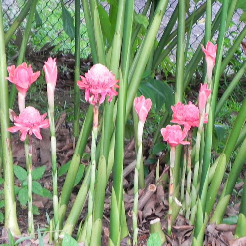 ETLINGERA ELATIOR 'PINK' seed image