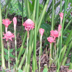 ETLINGERA ELATIOR 'PINK' seed image