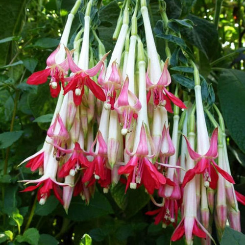 FUCHSIA BOLIVIANA 'WHITE' seed image