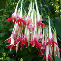 FUCHSIA BOLIVIANA 'WHITE' seed image