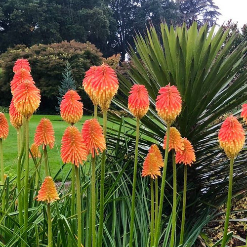 KNIPHOFIA ROOPERI seed image