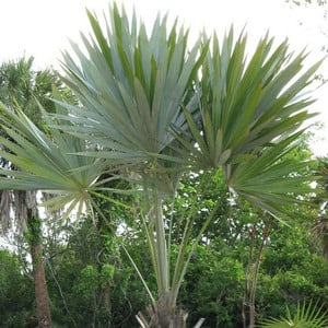 LEUCOTHRINAX MORRISII seed image