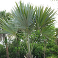 LEUCOTHRINAX MORRISII seed image