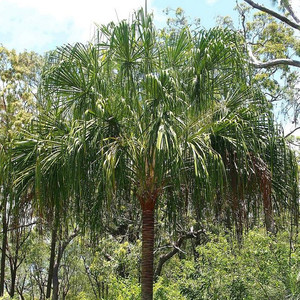 LIVISTONA DECORA seed image