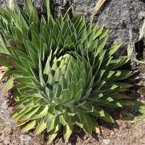 LOBELIA TELEKII 'MT ELGON' seed image