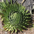 LOBELIA TELEKII 'MT ELGON' seed image