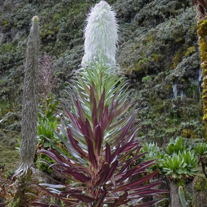 LOBELIA WOLLASTONII seed image