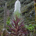 LOBELIA WOLLASTONII seed image