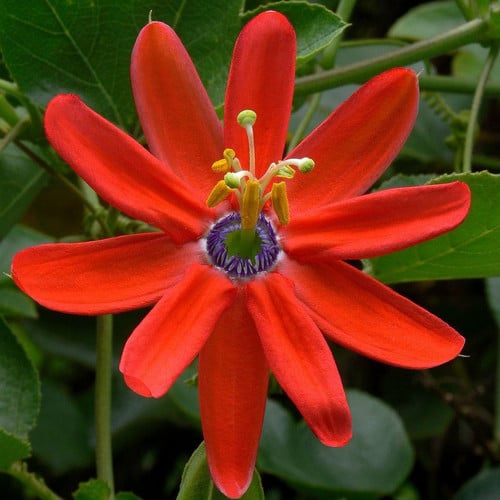 PASSIFLORA MANICATA seed image