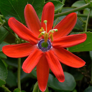 PASSIFLORA MANICATA seed image