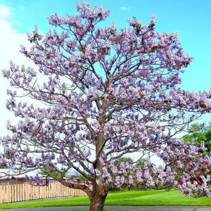 Paulownia tomentosa - Princess tree, Empress Tree - Ouriques Farm